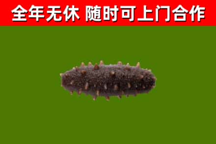 淄博回收海参干